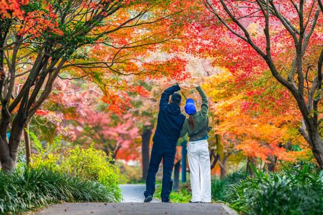 限时半价！上海这个公园12000株枫树正值最佳观赏期→