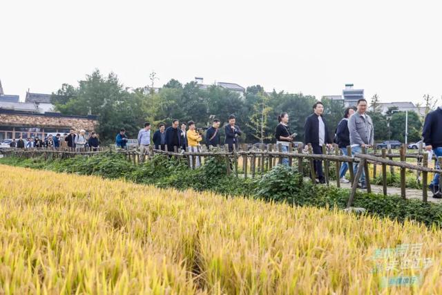 当网络“大V”遇上“网红”江宁……