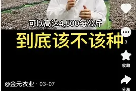 梦碎金线莲(1)|承诺高价回收却未兑现！9农民37万买种苗被套路图片