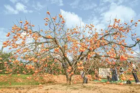 “果盘子”里冬果多多，山水暖你 广西等你图片