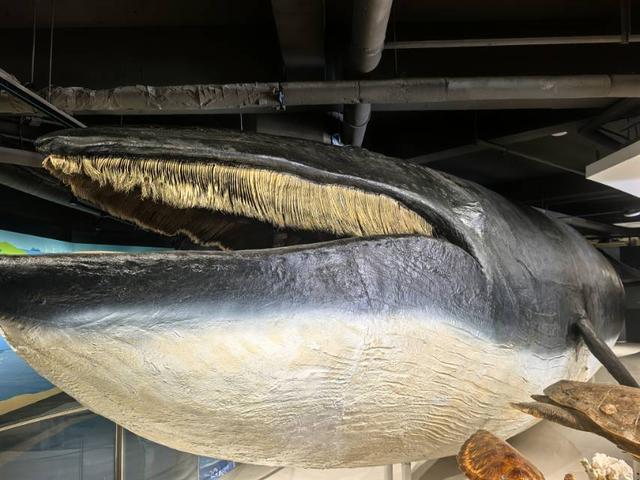 这里是青岛｜海大海洋生物博物馆免费开放，3000余标本展现海底奇幻
