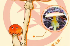 吃不得！吃不得！这些“jier”毒得很→图片