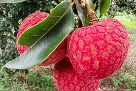 文苑｜荔枝春图片