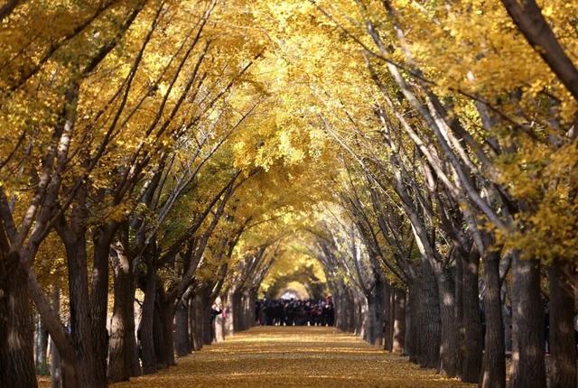 11月，是时候来一趟徐州了