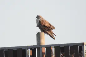 “空中霸主”大鵟在民勤连古城筑巢“安家”图片