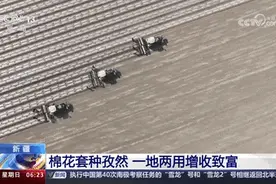 新疆把棉花和孜然种一起了！网友：差点羊肉图片