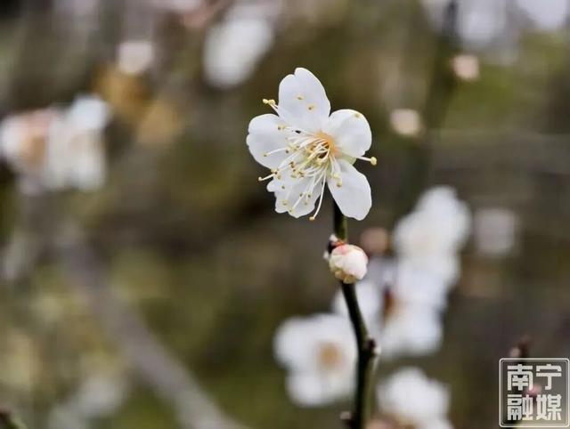 今日腊八｜花粥同赏，岁寒生香！腊八节快来南宁共赴一场早梅之约，就在市区→