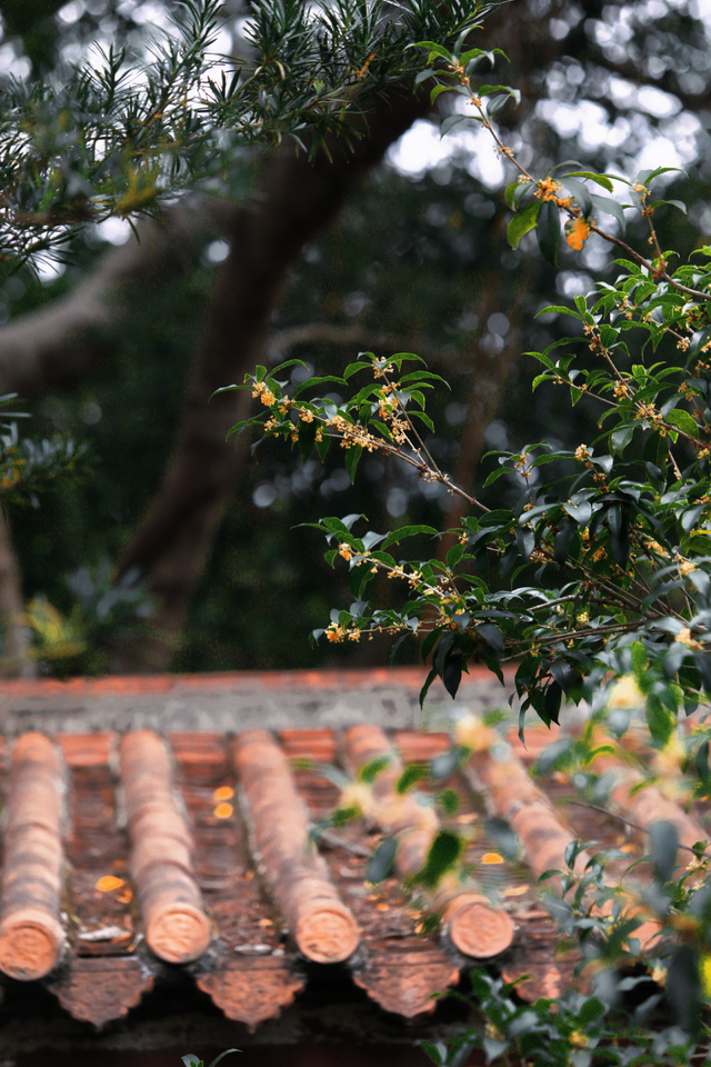 破案了！西街飘散的香味，源头竟然在开元寺