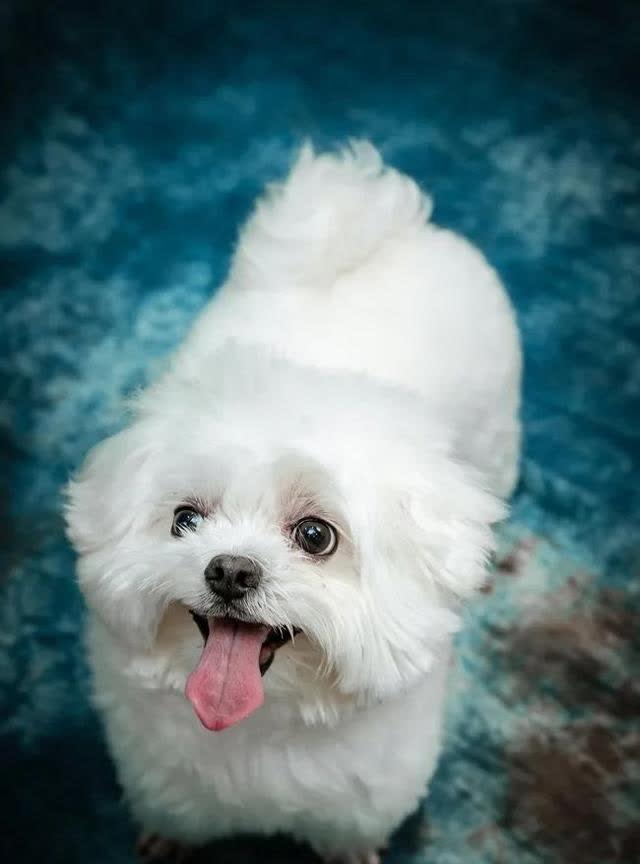 狗狗迷路怎么办？6个常见藏身之地与防走失的方法