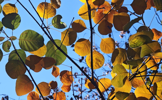 福利丨自然艺术家：温榆河秋叶自然笔记活动招募