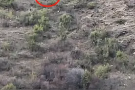 西藏一地村民投石驱赶伤人藏马熊？当地林草局：暂未收到报警，“熊一般不主动攻击人”图片