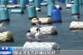 全世界最珍稀的候鸟！14只中华凤头燕鸥现身福建晋江围头湾图片