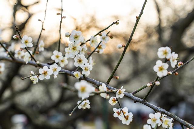 2025年“萝岗香雪”梅花集中开放期预测新鲜出炉
