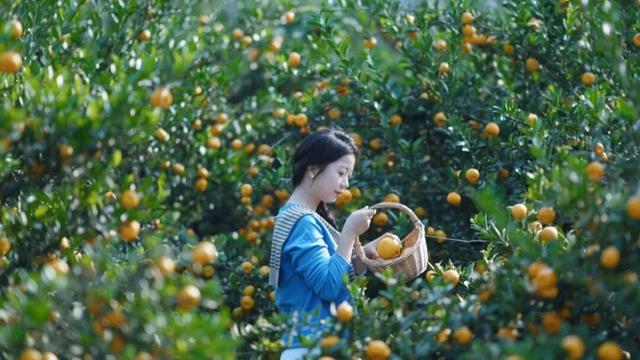 组个“橘” “宜”起“都”来解锁新乐趣→