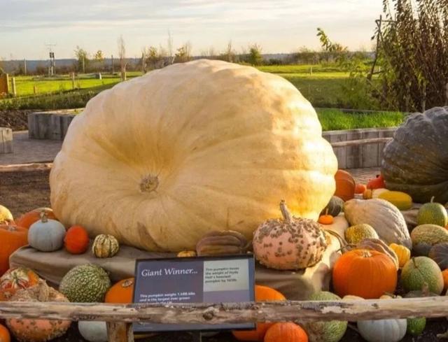 见过用南瓜做的船吗？真可以坐人的那种！没错，最大南瓜再次刷新记录