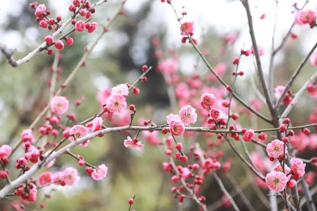 跟着滇超游昆明 | 歪歪歪！有“梅”有人告诉你，黑龙潭的梅花都开好了