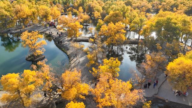 金色胡杨 装点大地