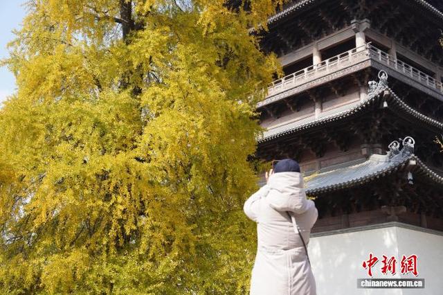 浙江桐乡：千年银杏换上“金装” 吸引游客打卡