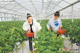 【图片新闻】游客在张掖市甘州区靖安乡草莓庄园现代高效农业种植大棚内采摘草莓图片