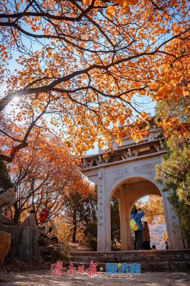 一年四季 泉在济南丨济南红叶谷漫山红遍层林尽染，最佳观赏期迎来秋日盛景
