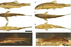 鱼类新物种+1，云南玉溪发现三角云南鳅图片