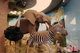 到山西自然博物馆揭开世界动物地理神秘面纱图片