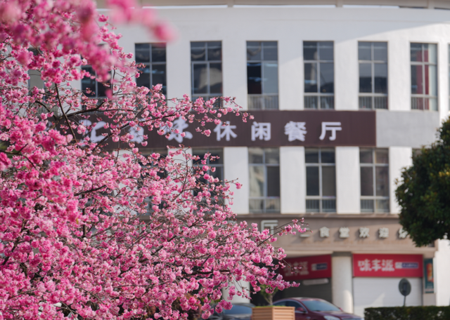 云南的大学有多美！一起来打卡嵩明职教新城樱花盛景