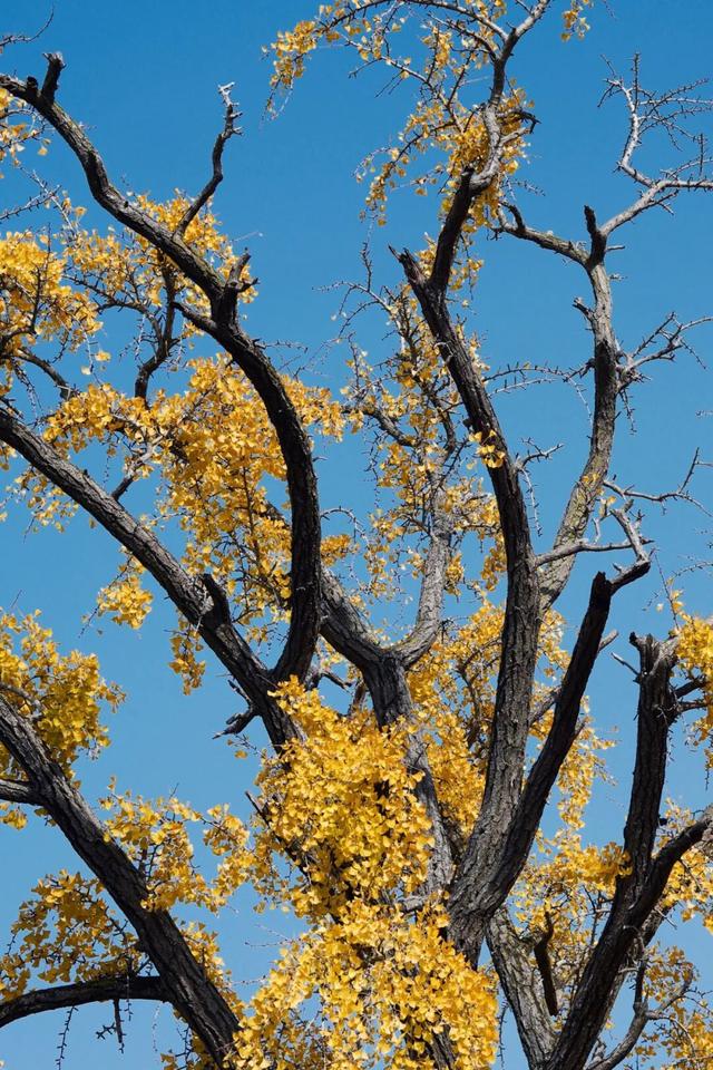 金山这些地方“含金量”满满，再不去等明年…