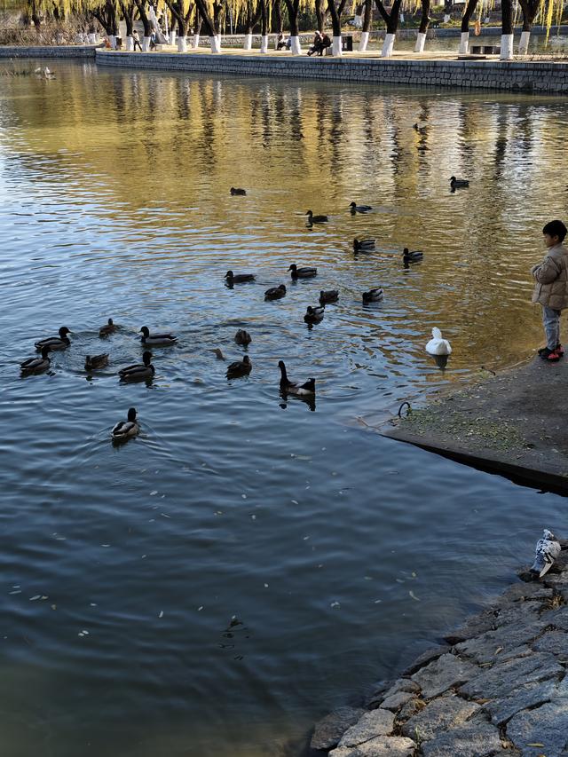 北京农展馆后湖，何以引来百鸟嬉？现场探秘——
