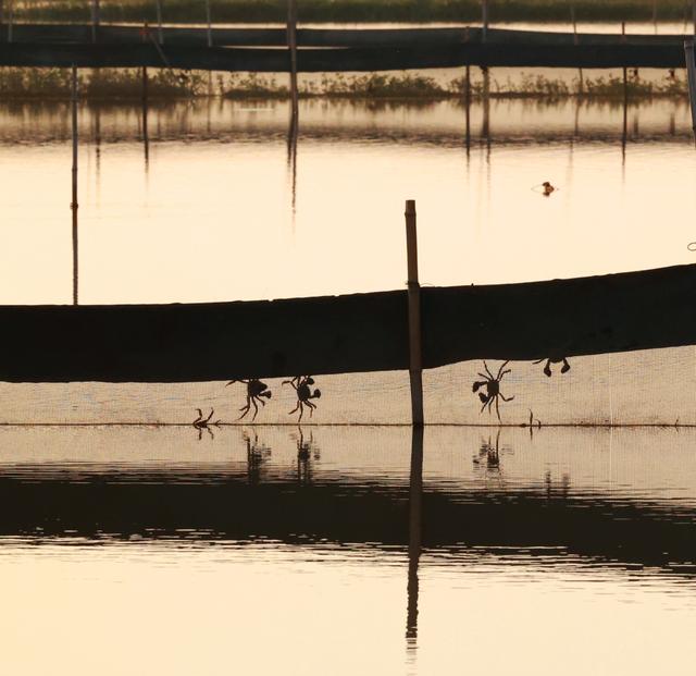 农文旅融合，看“苏中水乡”兴化如何“花开四季”