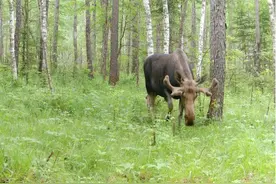 国家一级重点保护野生动物驼鹿在友好国家级自然保护区频繁“亮相”图片