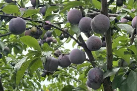 每天销售8000斤 沿滩区李子获丰收图片