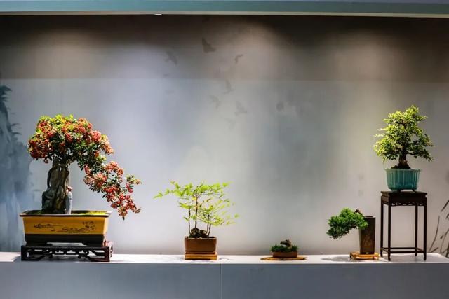 国家植物园第四届菊花展启幕 打造沉浸式秋日盛宴