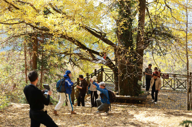 闽冬绝色，一场流动的盛宴🌺🌸❄️