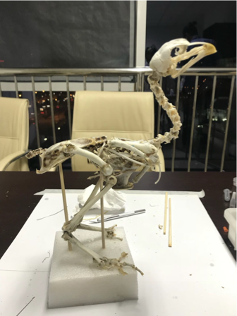 这个小盒子里的化石材料	，产生了非常多举世瞩目的成果，有十几篇顶刊文章｜卢静 一席少年第36位讲者