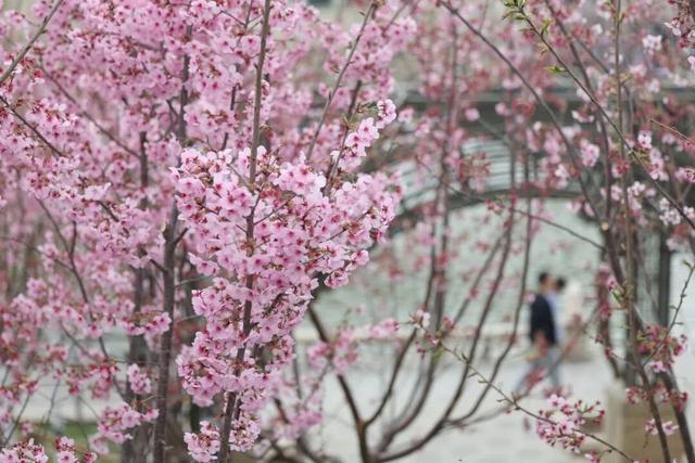 亮马河游船今日启航，航线升级了！购票攻略→