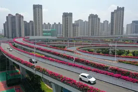 江西赣州万株三角梅盛放 高架路变“空中花园”图片