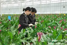 今年前2个月云南出口鲜切花1.9亿元，创历史同期新高图片