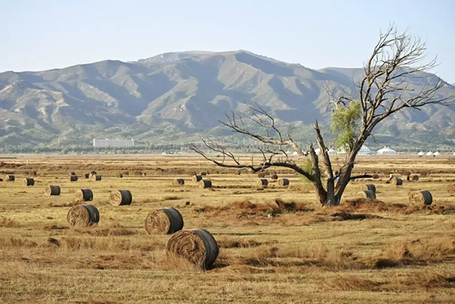 敕勒川草原：阴山脚下四季轮转的生态诗篇