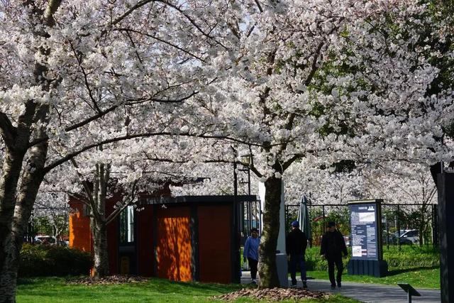 凭实力出圈！静安这座“宝藏公园”获国家级“儿童友好”认证！树屋、滑梯、秋千……太好玩啦