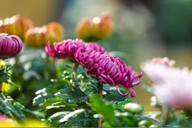 与重阳节相关的植物有哪些？一起来看图片