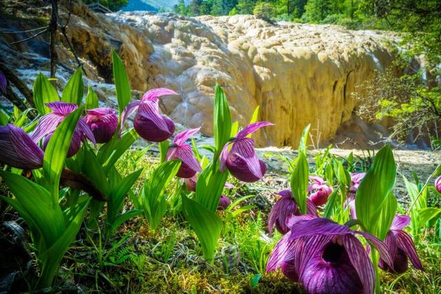 黄龙景区2025年接待游客突破328万人次！连续三年刷新历史纪录