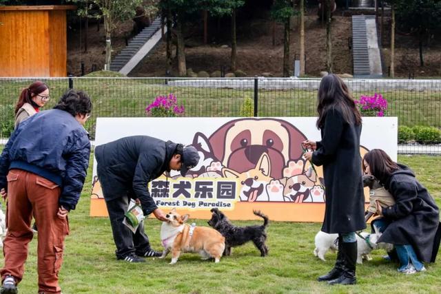 免费大放送，100间熊猫家园主题民宿酒店房间来袭