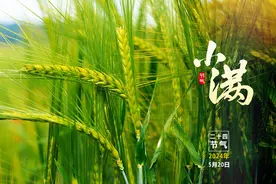 二十四节气话农事丨小满图片