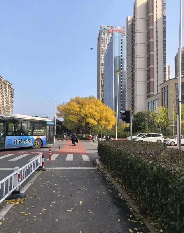漫步日照之秋 | ① 巨好看！山东路的一颗秋天！