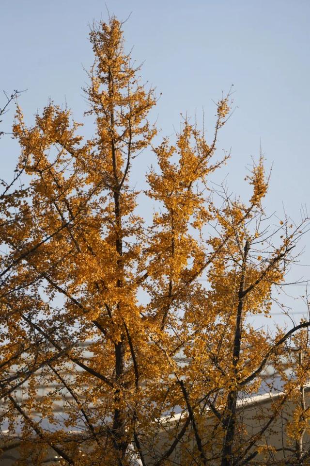 别错过，用Citywalk感受落叶的浪漫→