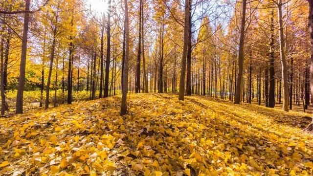 开始你的秋日旅游计划, 入秋美色哪里有? 看这里→