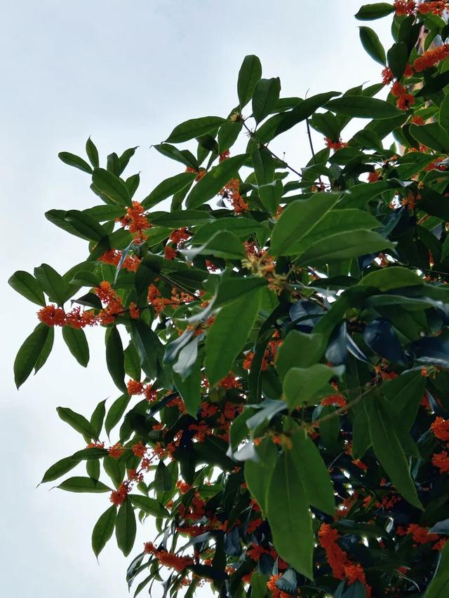 超6000亩桂花盛开~1小时车程奔赴金秋盛宴，免费！