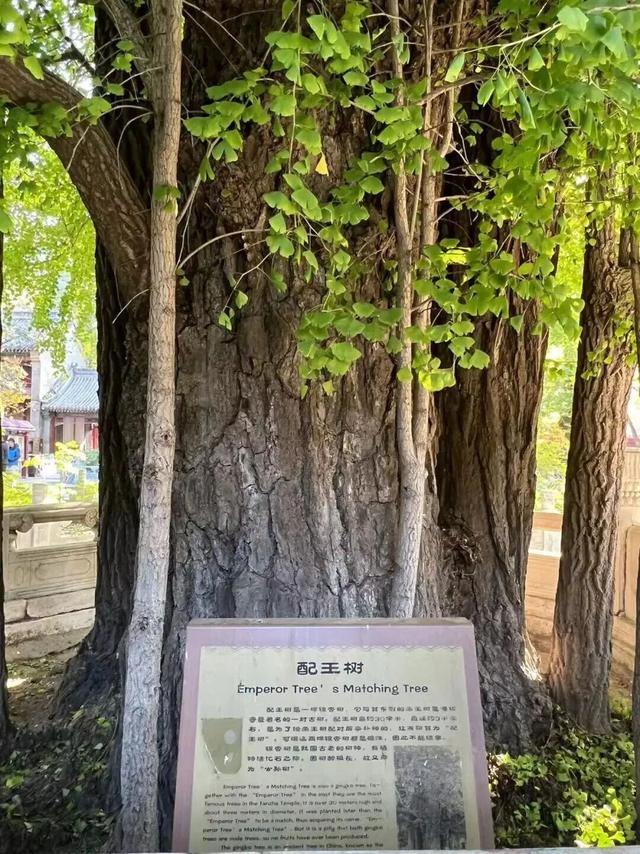 金色瀑布！北京这些千年古银杏正在最佳观赏期！