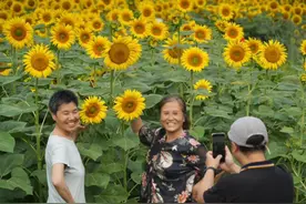北京奥森公园葵花展开幕，20余种稀有品种不容错过图片